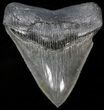 Serrated Fossil Megalodon Tooth - South Carolina #39469-1